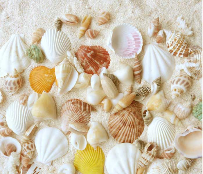 Bag Packed Natural Mixed Sea Shell For Decoration